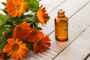 Essential Aroma Oil From Calendula