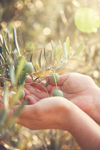 Olives Harvest